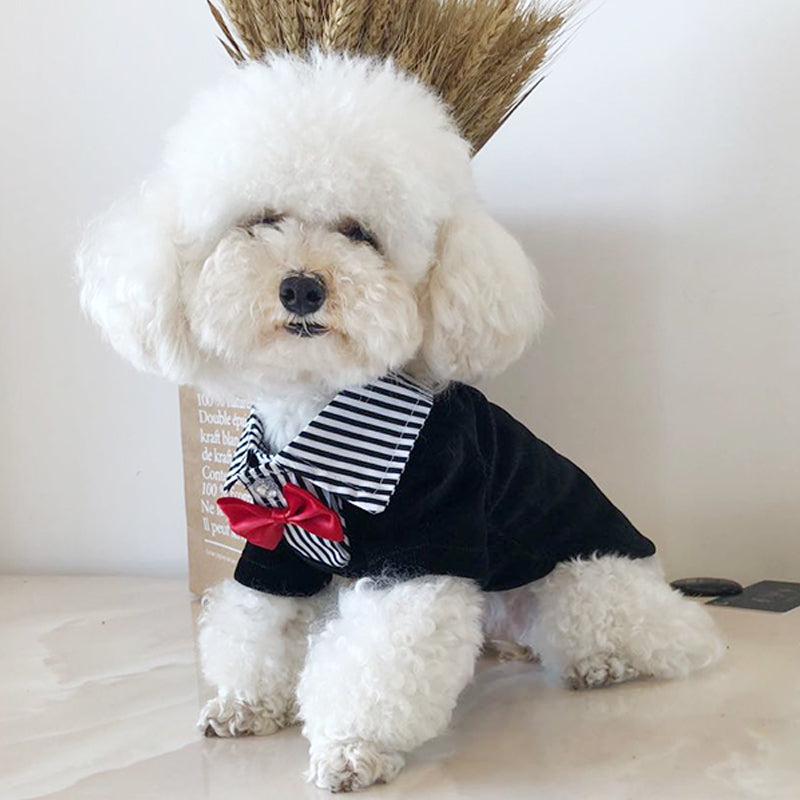 Suit Wedding Dress Teddy Bichon Schnauzer Dog