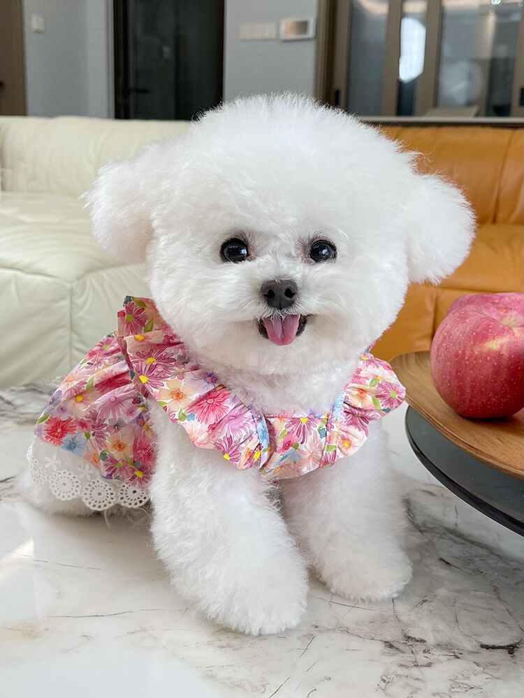 Korean Floral Bichon Dog Thin with Shoulder-Straps Teddy