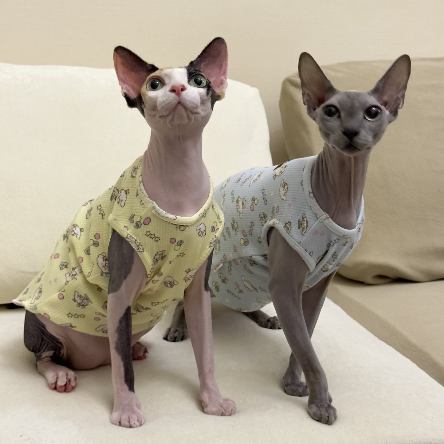 Hairless Cat Sphinx Short-Leg Vest