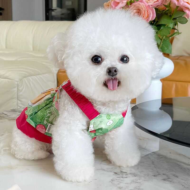 Pet Clothes Summer New Arrival Contrast Color Halter Skirt Teddy Bichon Dog Cat Sun Protection out Thin Clothes