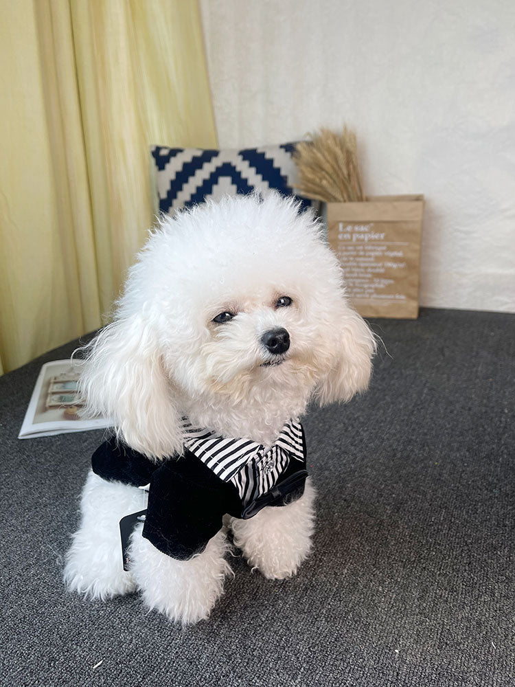 Suit Wedding Dress Teddy Bichon Schnauzer Dog