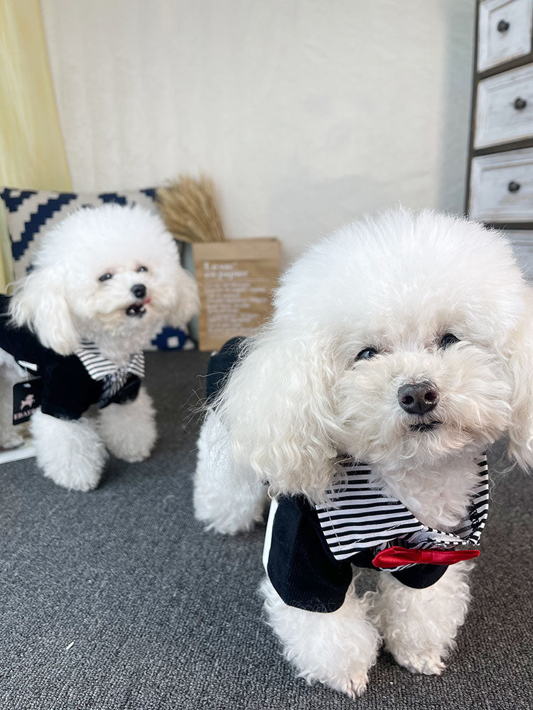 Suit Wedding Dress Teddy Bichon Schnauzer Dog