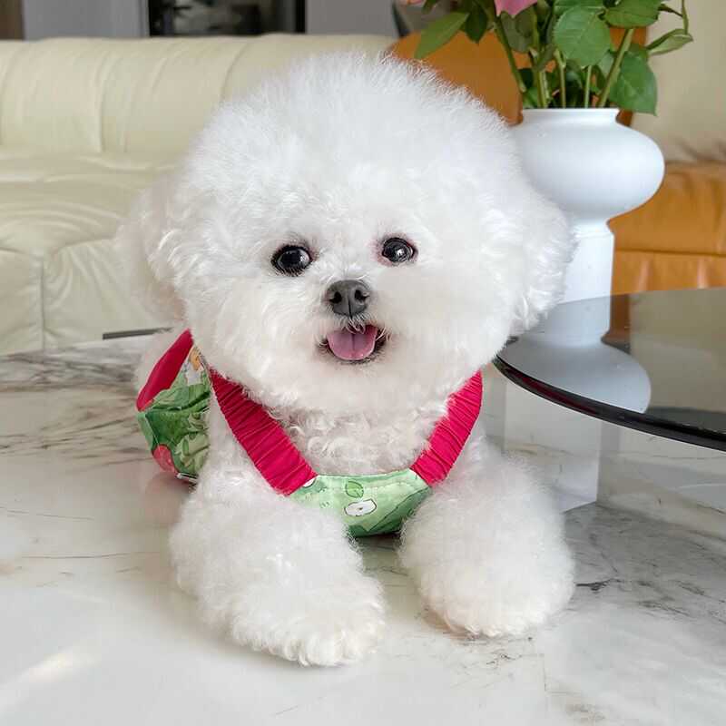 Pet Clothes Summer New Arrival Contrast Color Halter Skirt Teddy Bichon Dog Cat Sun Protection out Thin Clothes